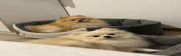 Spitz cani in vendita: Splendidi esemplari di Spitz Pomerania di 2 anni a Città Metropolitana di Bologna - Annuncio 3