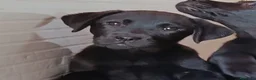 Labrador cani in vendita: Cuccioli labrador retriever neri a Provincia di Pistoia - Annuncio 4