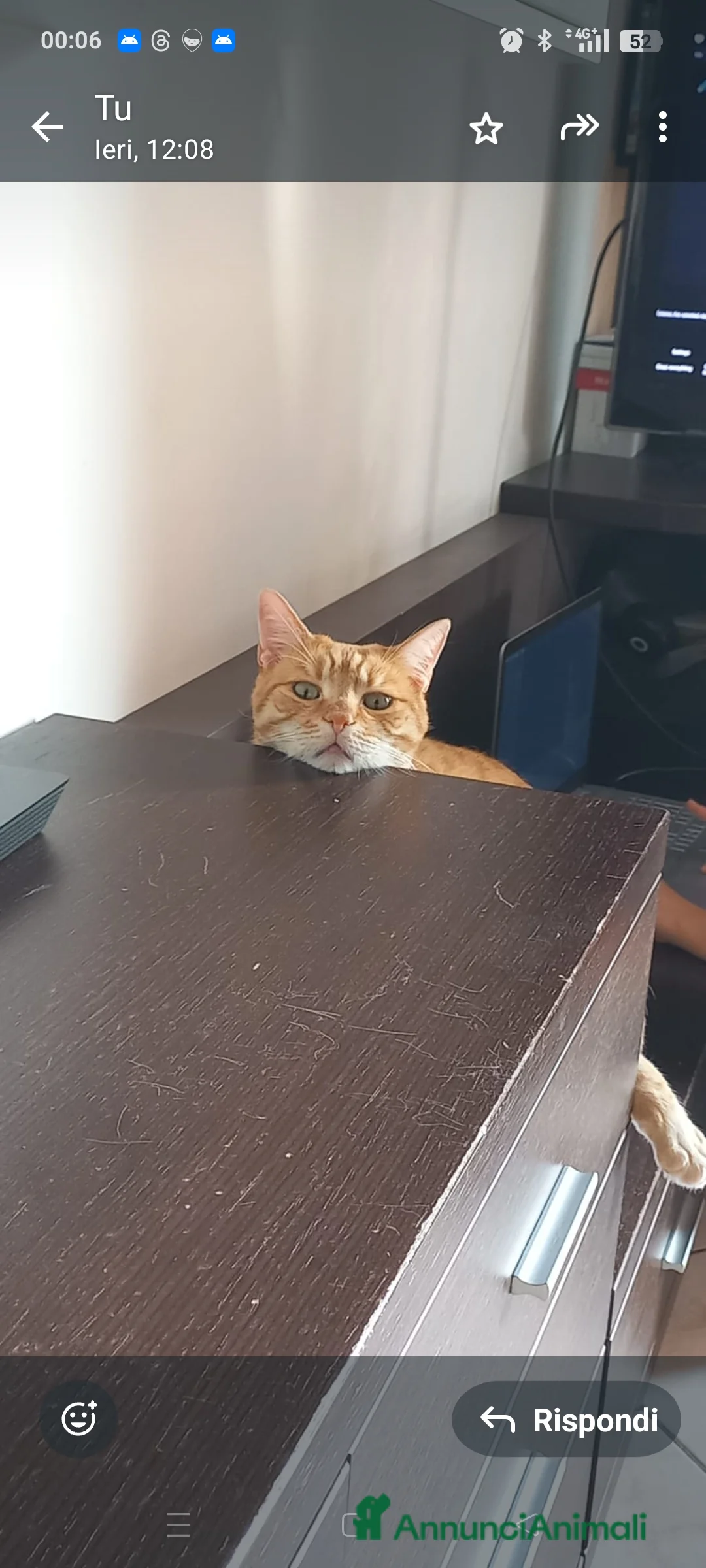 Europeo gatti in regalo: Holliver Gatto Europeo arancione, 10 anni - Annuncio 4