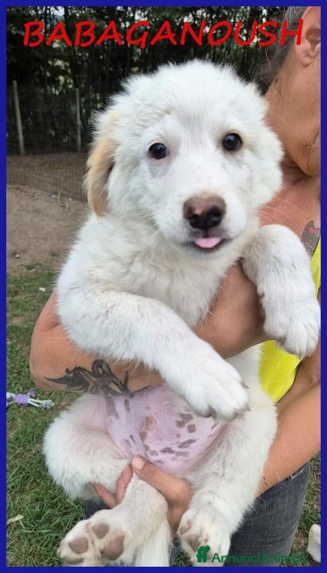 Meticcio cani BABAGANOUSH, DELIZIOSO CUCCIOLO DI 2 MESI, UN CONC - Annuncio 15