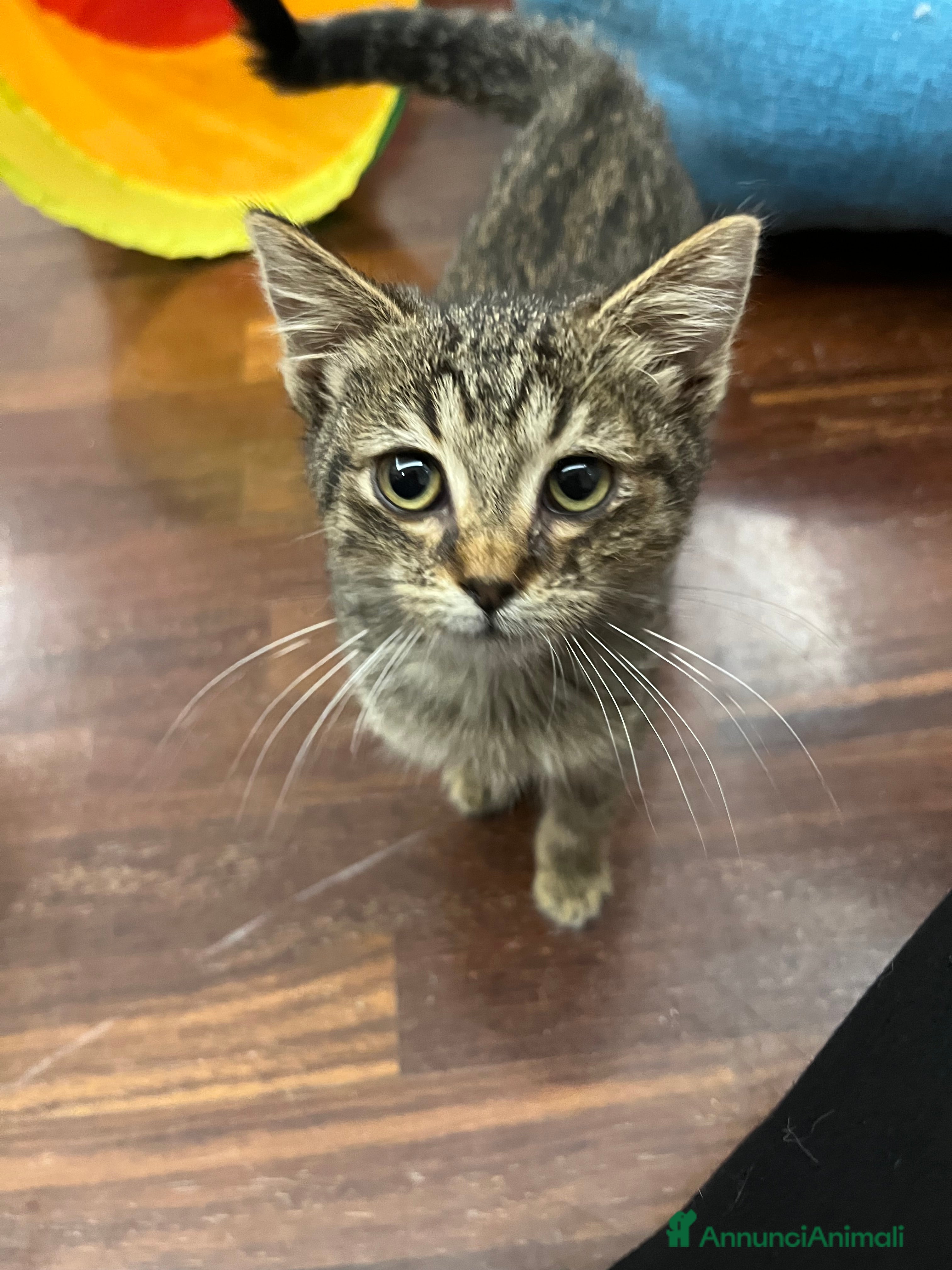 Meticcio gatti Gattina in adozione - Annuncio 1