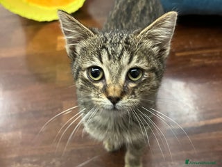 Meticcio gatti in regalo: Gattina in adozione - Annuncio 1