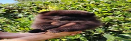 Volpino Pomerania cani in vendita: spitz tedesco nano pomerania nero a Provincia di Rimini - Annuncio 4