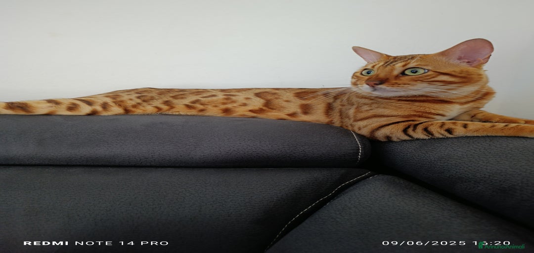 Immagine della galleria {{count}}