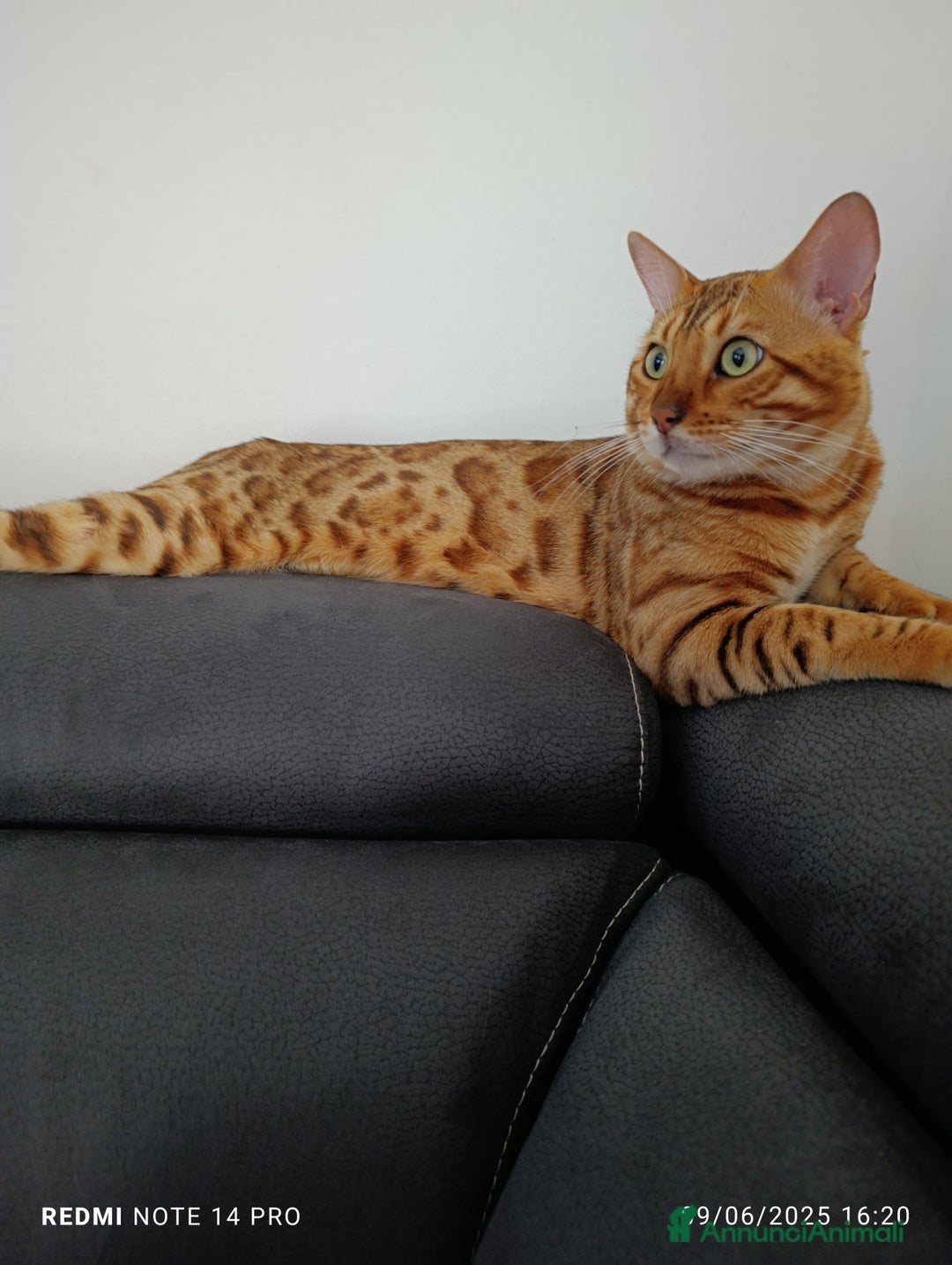 Immagine della galleria {{count}}