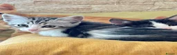 Europeo gatti in regalo: 4 cuccioline cercano casa  - Annuncio 6