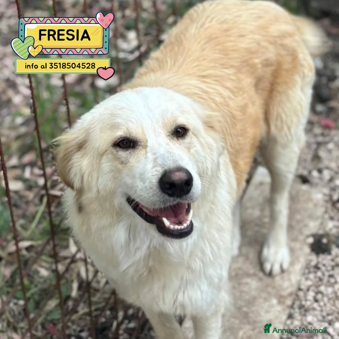 Meticcio cani Fresia mix golden retriever cerca casa in adozione - Annuncio 32