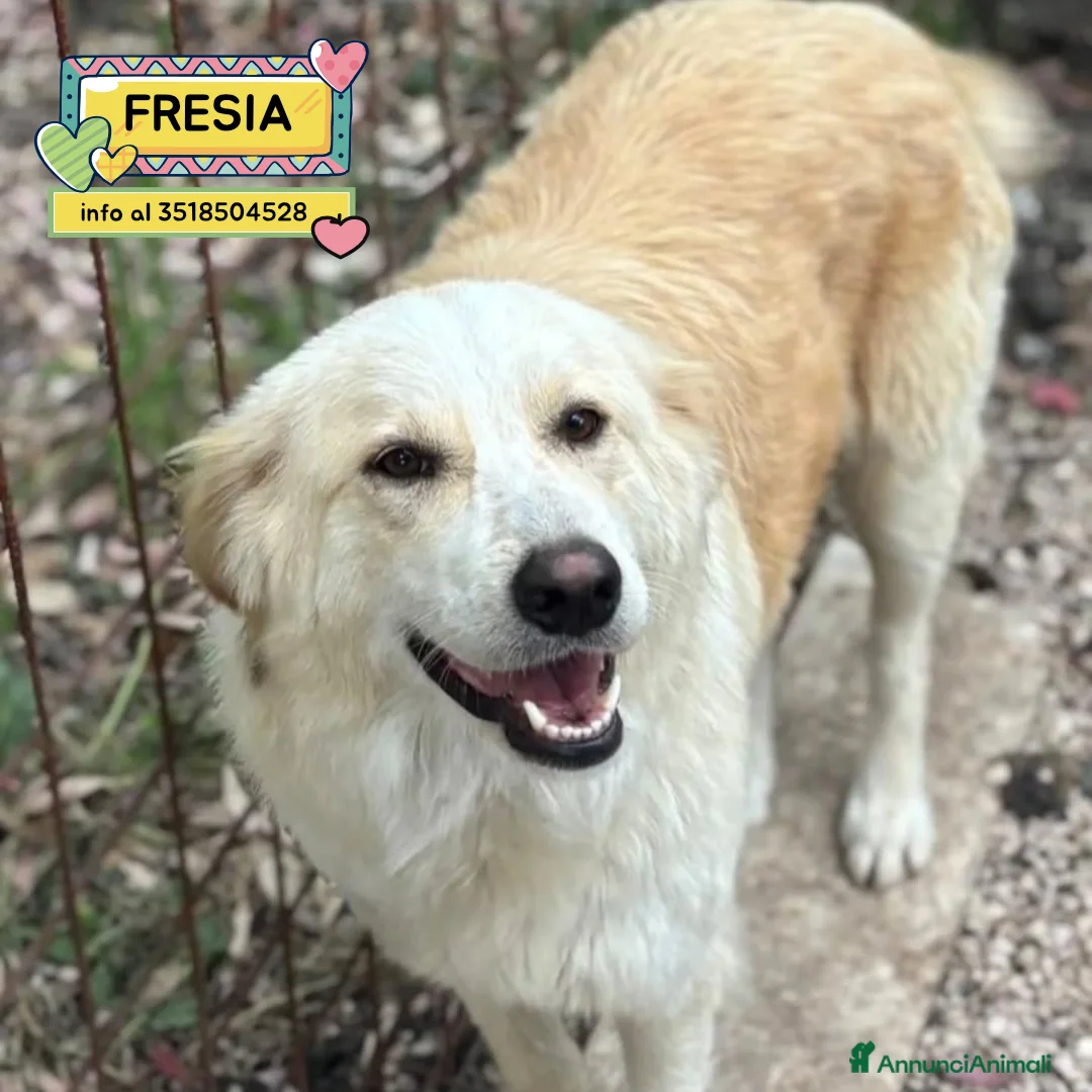 Meticcio cani in regalo: Fresia mix golden retriever cerca casa in adozione - Annuncio 1