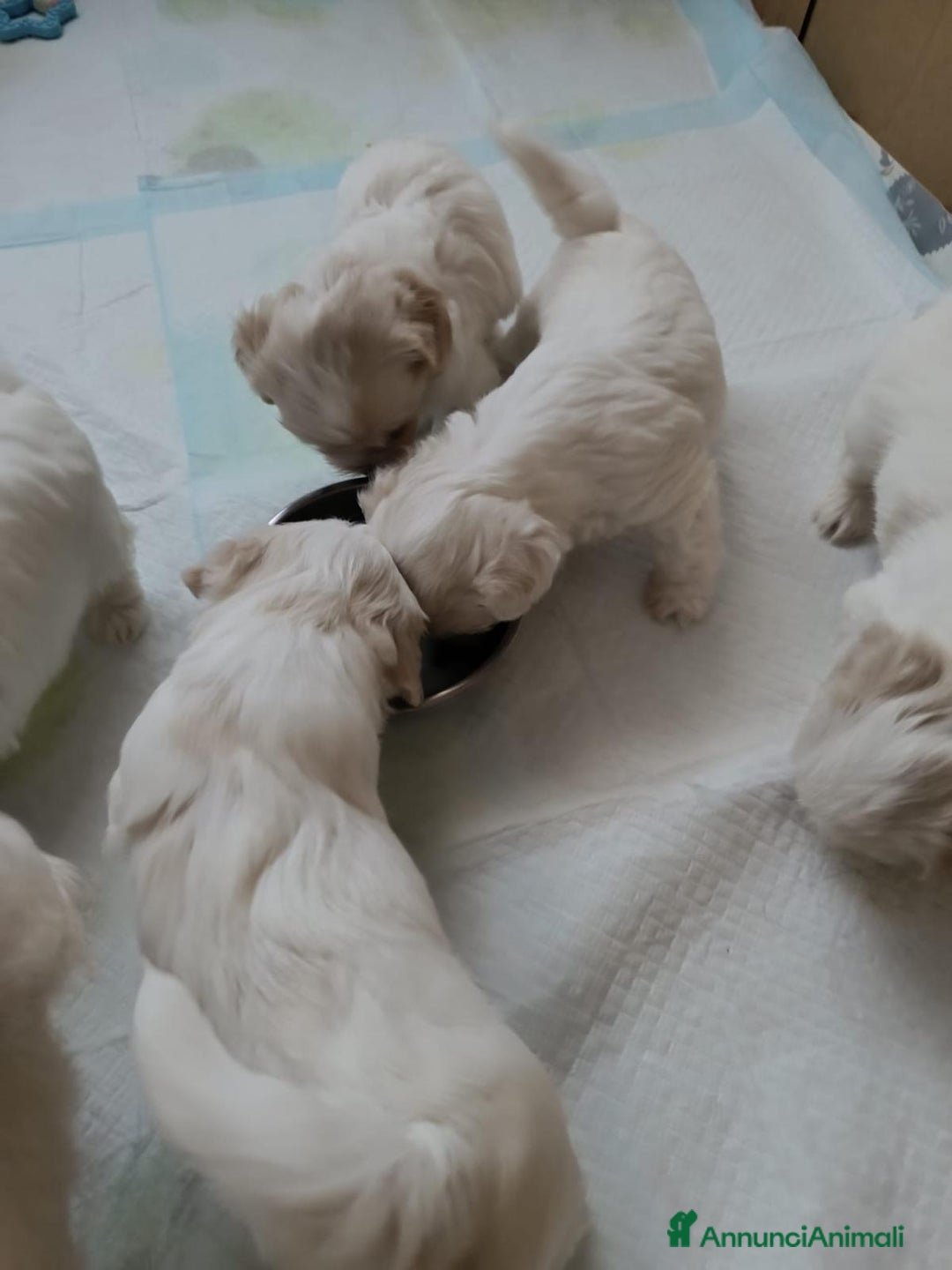 Maltese cani in vendita: Cuccioli Maltese - Annuncio 4