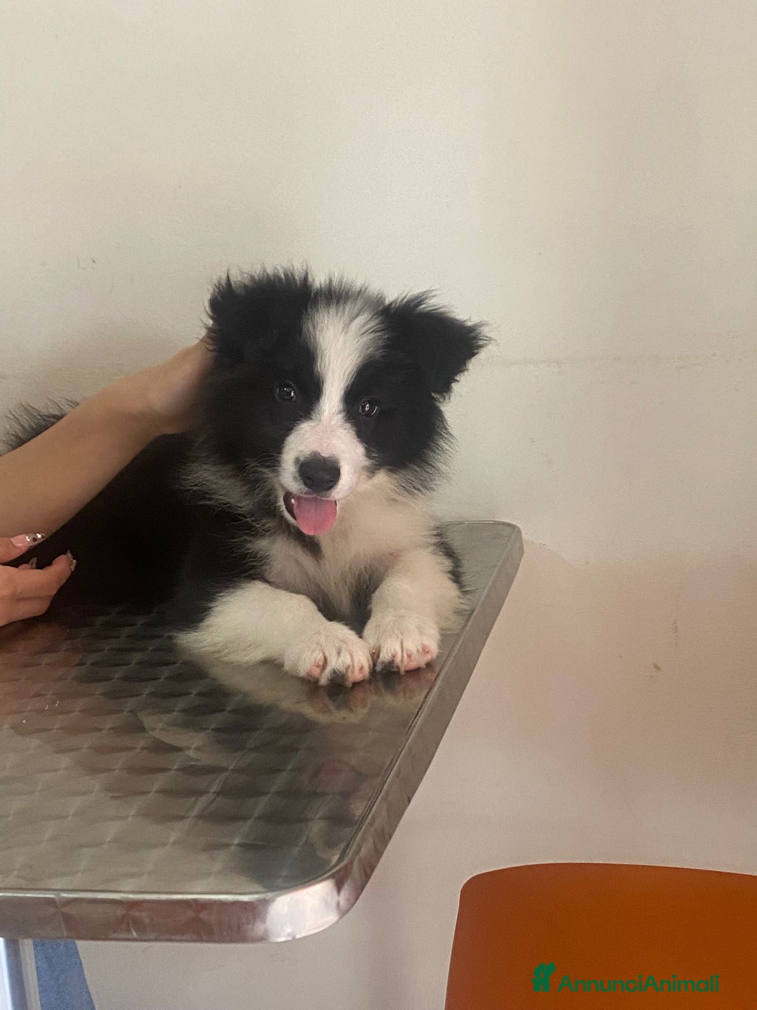 Border Collie cani Border Collie Pedigree – Madre Campionessa - Annuncio 1