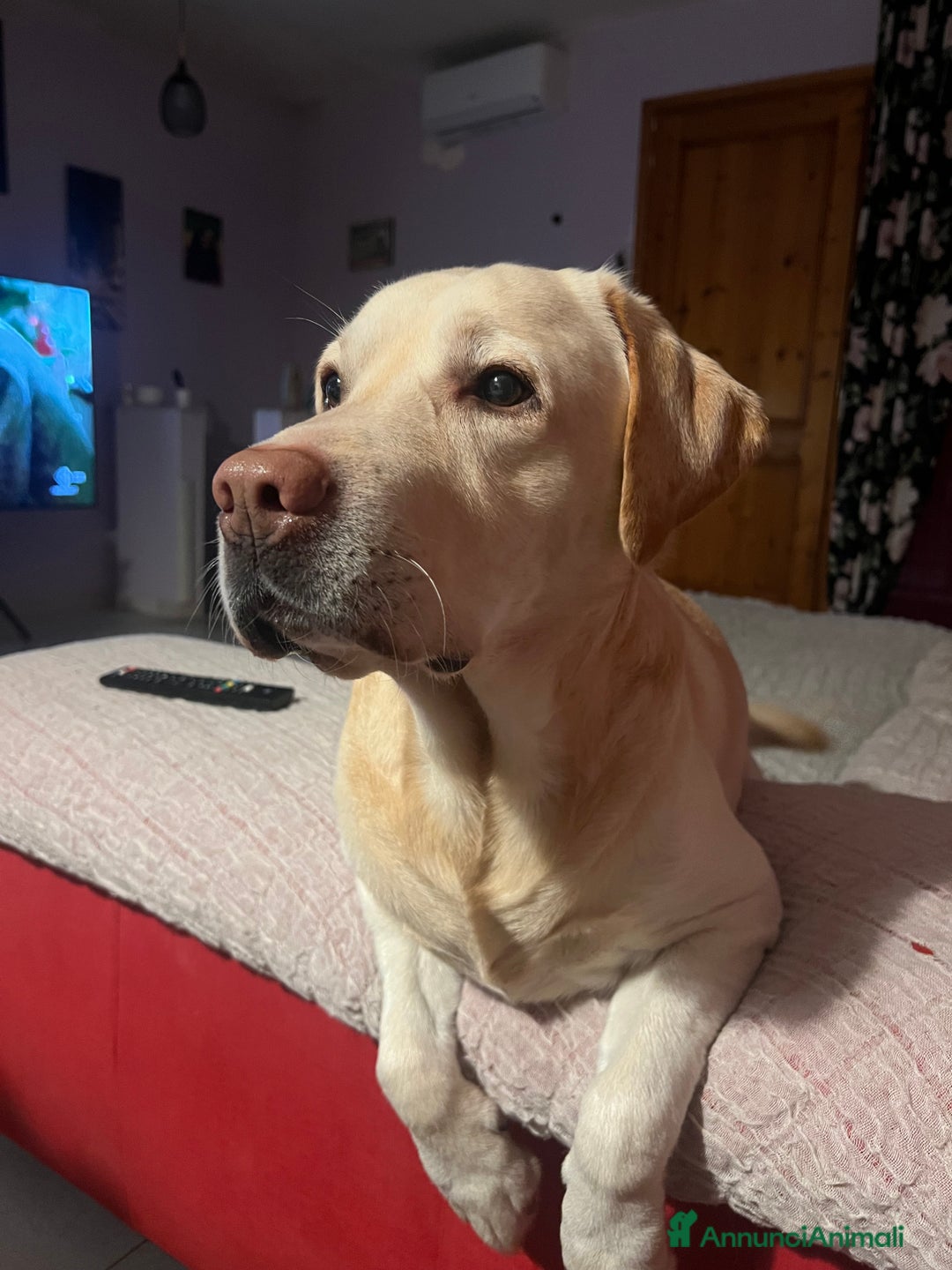 Labrador cani per accoppiamento: Cerco femmina di labrador per accoppiamento - Annuncio 1