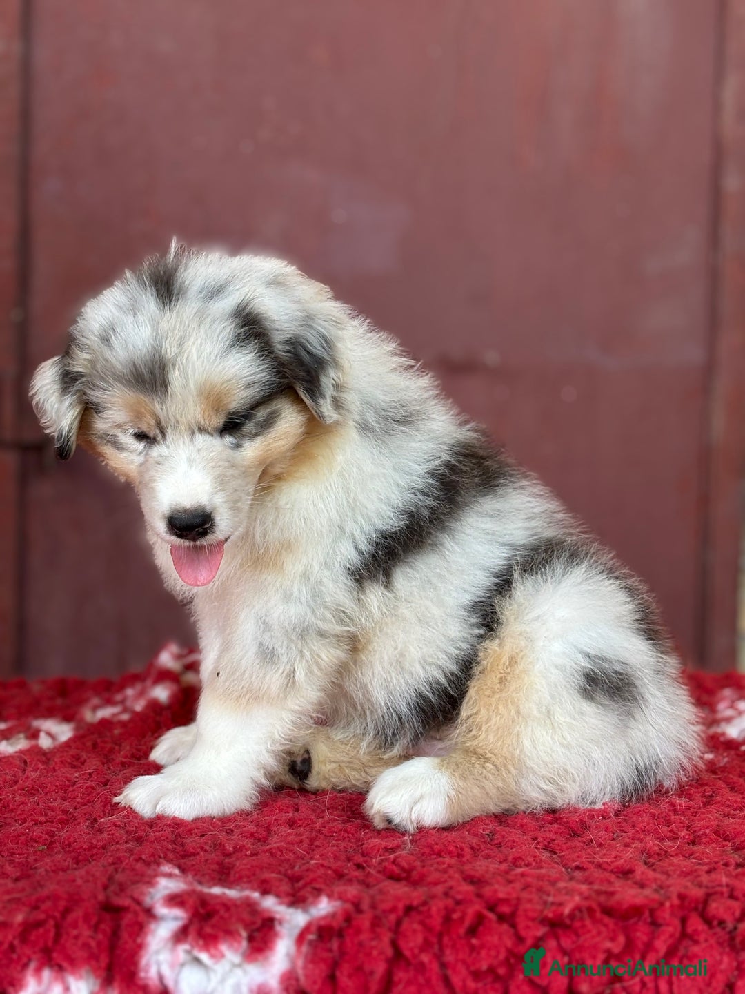 Australian Shepherd cani in vendita: Maschio Blue merle NBT - Teseo  a Provincia di Vicenza - Immagine 4