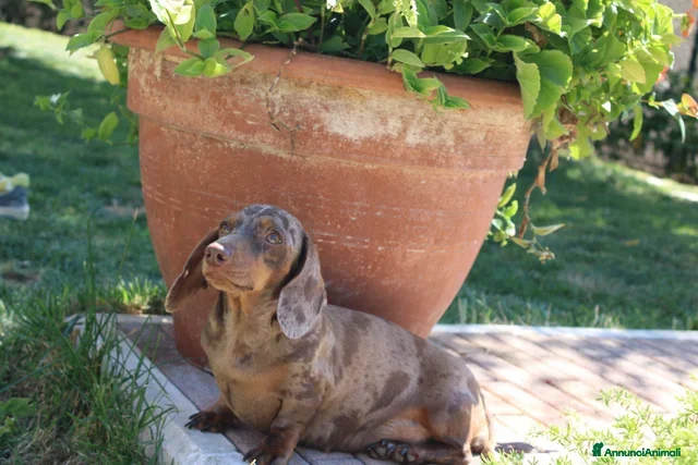 Bassotto cani Cuccioli di bassotto  - Annuncio 11