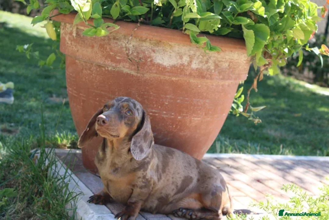 Bassotto cani in vendita: Cuccioli di bassotto  - Annuncio 1
