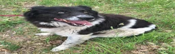 Meticcio cani in regalo: Cosmo 3 anni Taglia grande - Annuncio 7