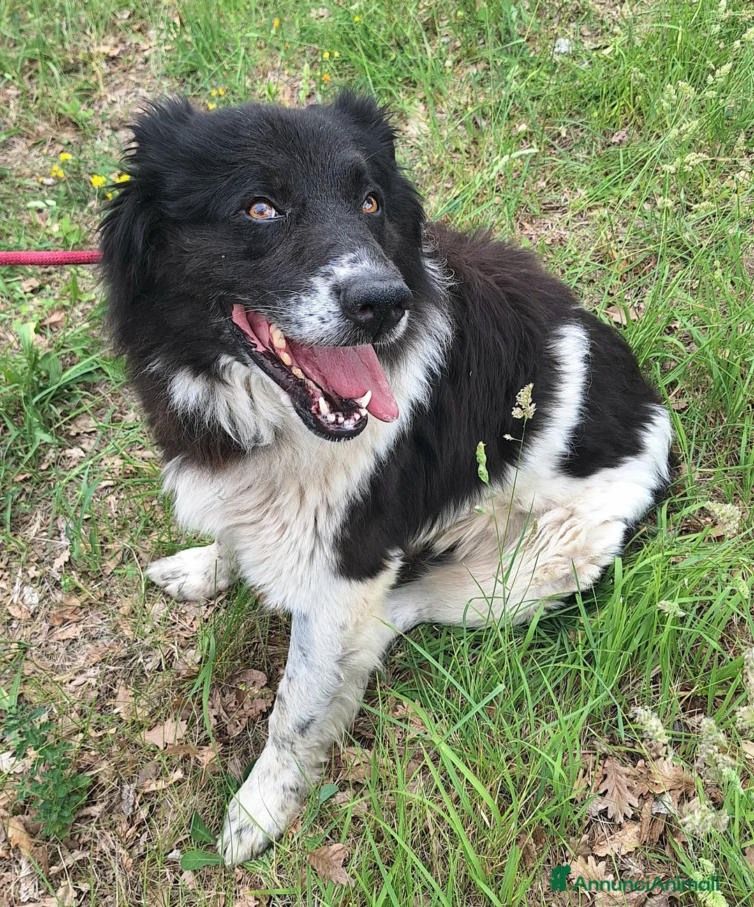Meticcio cani in regalo: Cosmo 3 anni Taglia grande - Annuncio 7