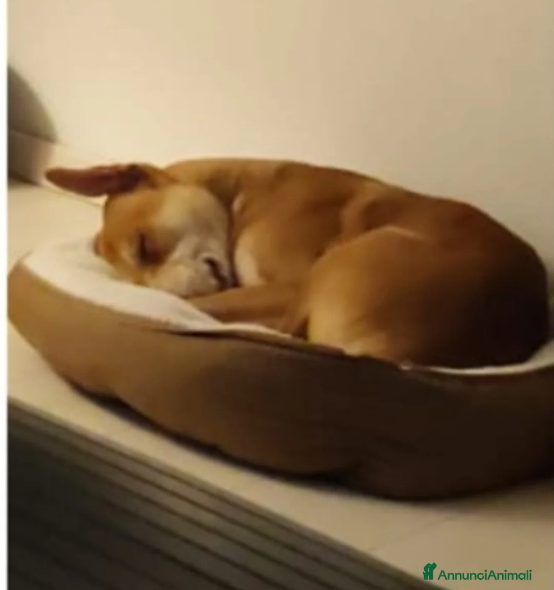Meticcio cani in regalo: Mix molossino 2anni URGENTE STALLO/ADOZIONE.MILANO - Annuncio 6