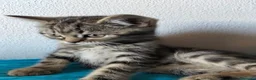 Scottish gatti in vendita: Gatti schottish  - Annuncio 8