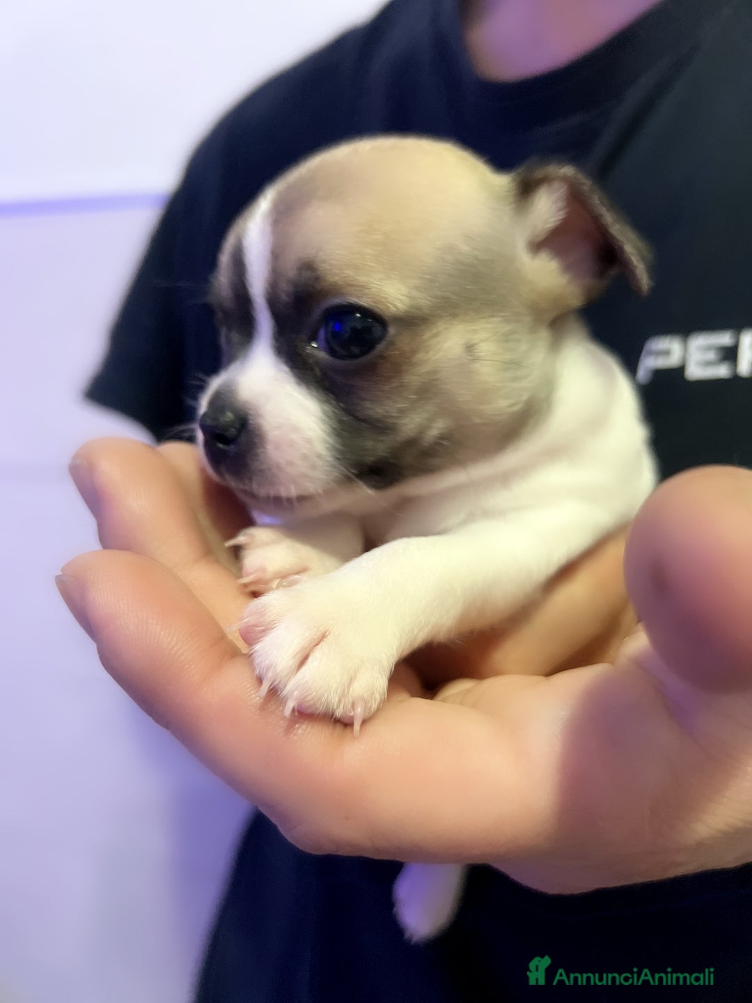 Chihuahua cani in vendita: Chihuahua  - Annuncio 2