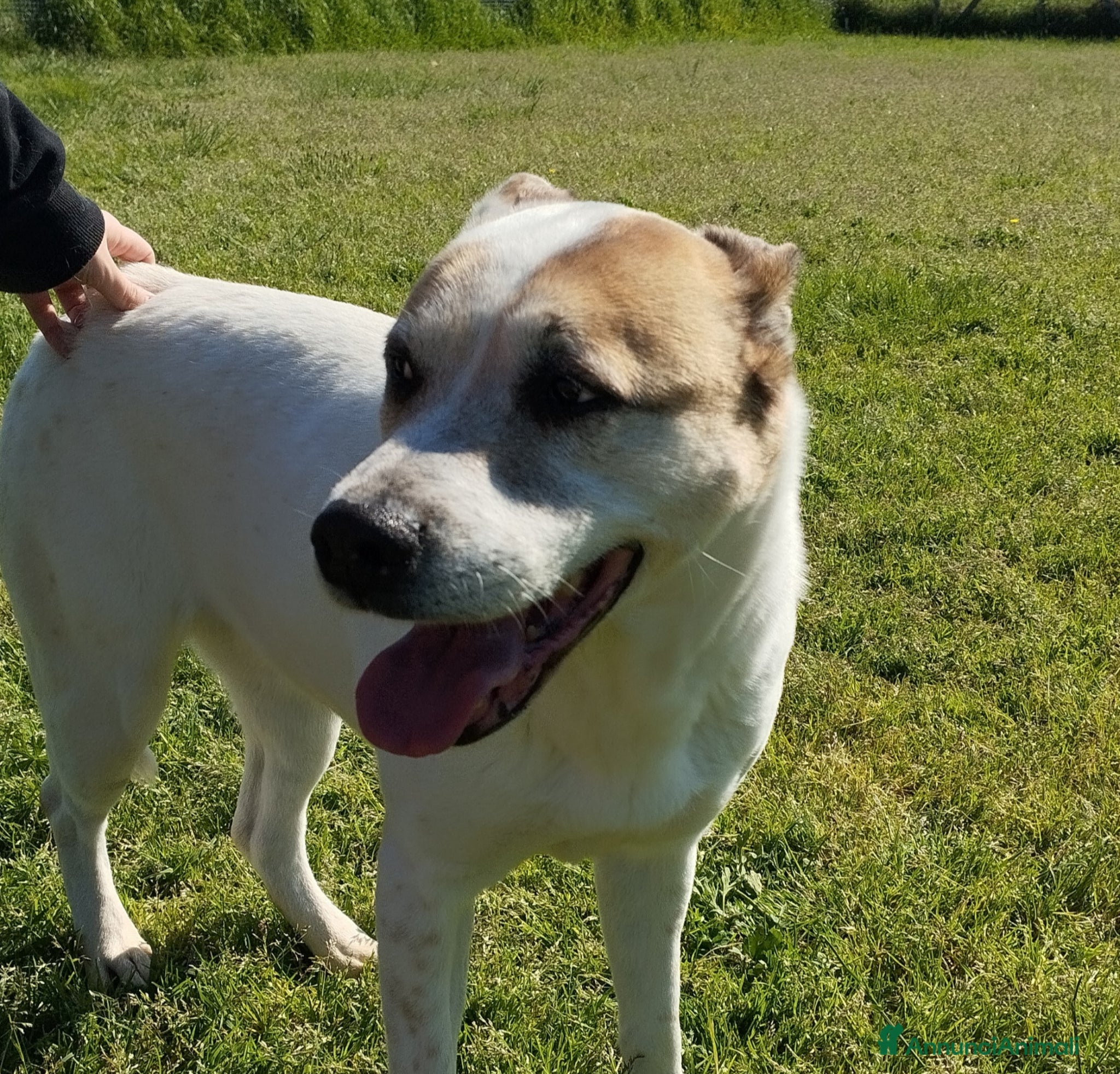 Meticcio cani VIOLETTA: Dolcezza timida in cerca di riscatto - Annuncio 17