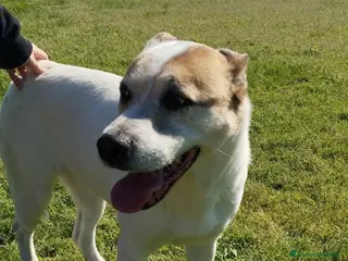Meticcio cani VIOLETTA: Dolcezza timida in cerca di riscatto - Annuncio 17
