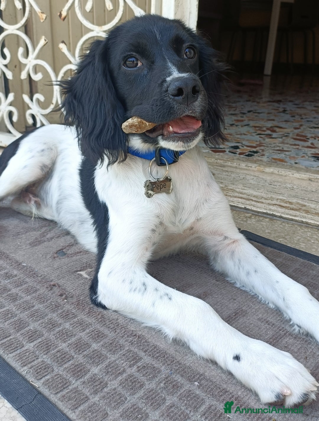 Breton cani in regalo: Cucciolo incrocio Breton Springer  - Annuncio 4