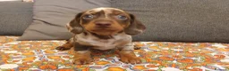 Bassotto cani in vendita: Bassotto Arlecchino maschio - Annuncio 2