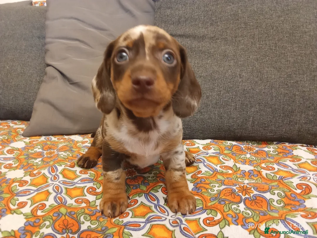 Bassotto cani in vendita: Bassotto Arlecchino maschio - Annuncio 2