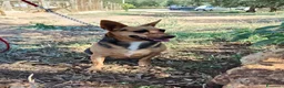 Meticcio cani in regalo: SIBILLA - Annuncio 2