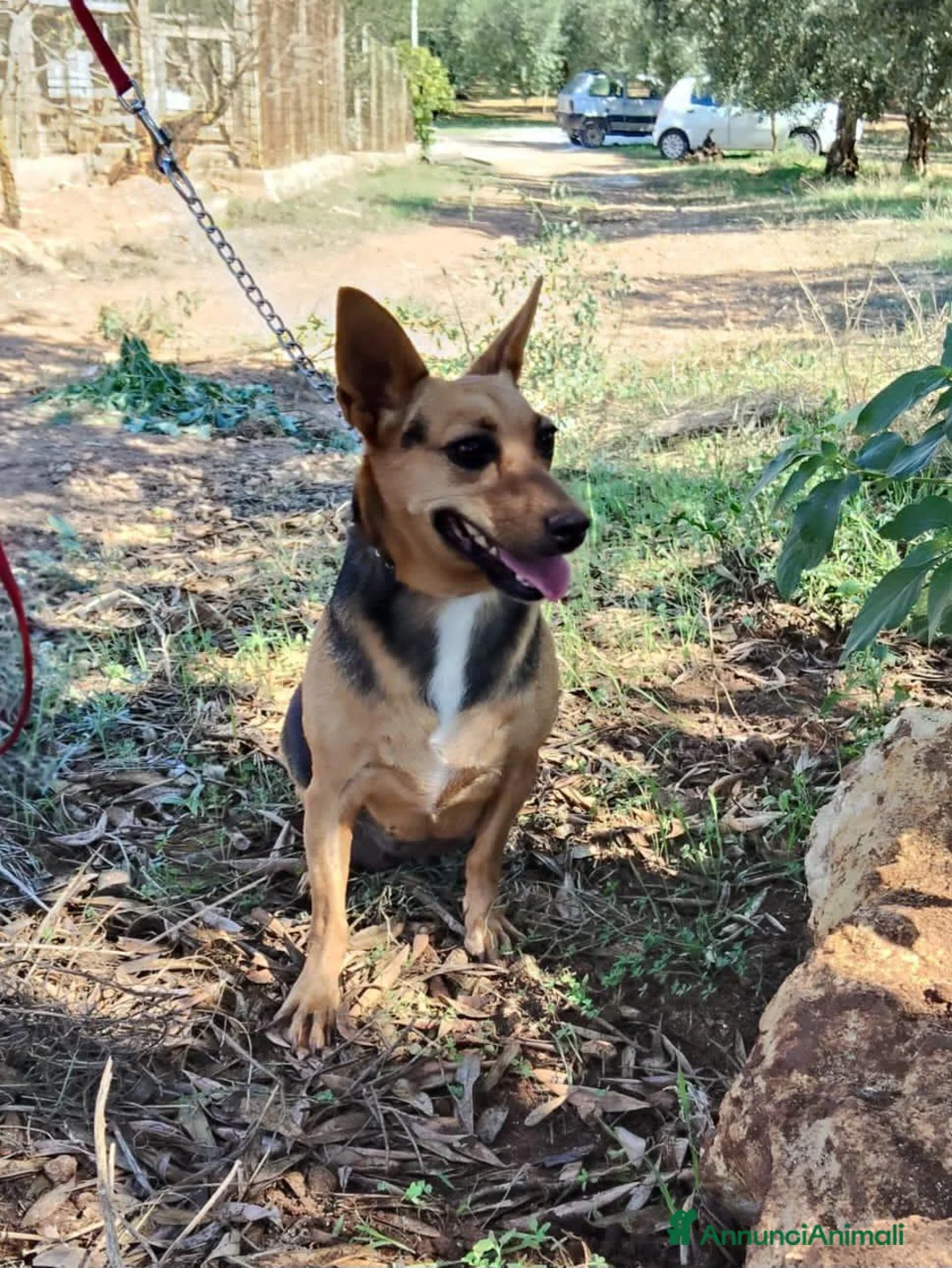 Meticcio cani in regalo: SIBILLA - Annuncio 2