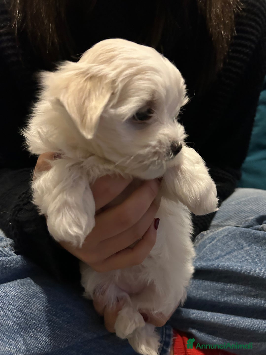 Maltese cani in vendita: Cuccioli Maltesi: Piccoli Tesori in Cerca di Casa - Annuncio 4