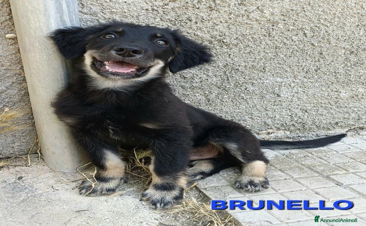 Meticcio cani a Città metropolitana di Palermo - Annuncio 6