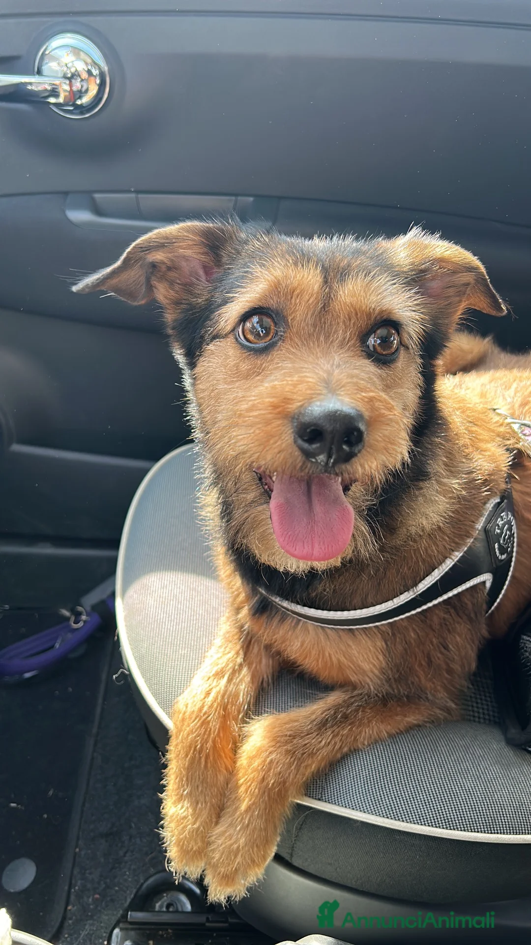 Meticcio cani in regalo: Perla cerca casa a Provincia di Brescia - Annuncio 2