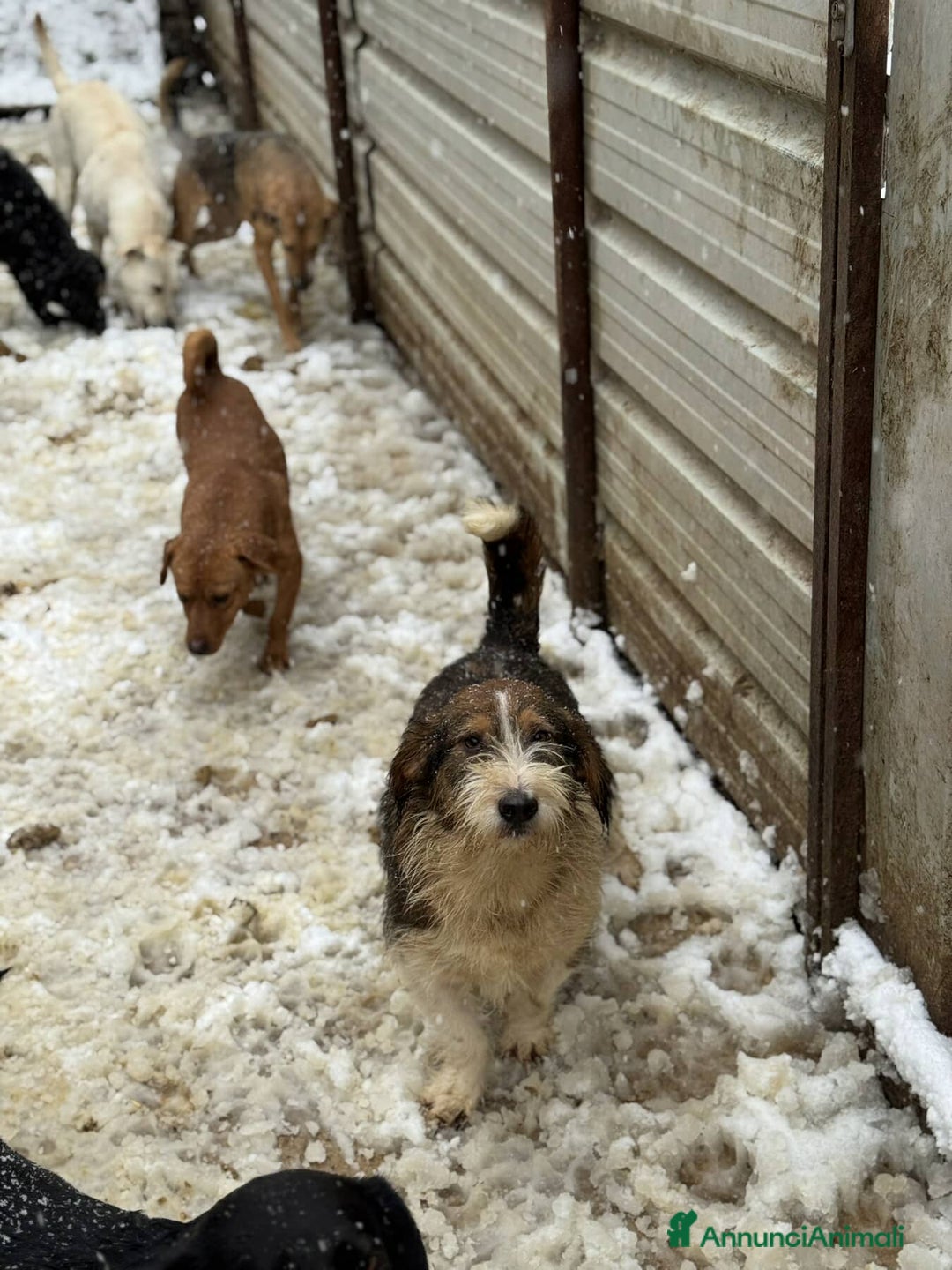 Meticcio cani in regalo: SPANK, pelosone super coccolone! - Annuncio 6