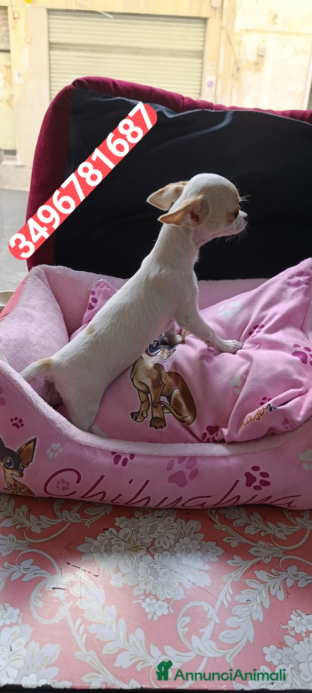 Chihuahua cani in vendita: CHIHUAHUA cucciolina stupenda e vaccinata  - Annuncio 3
