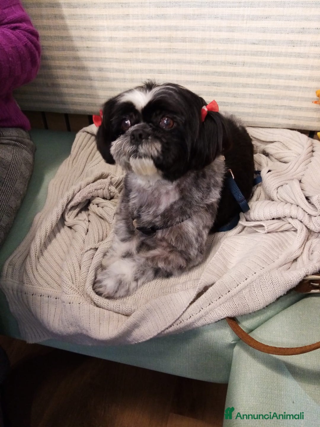 Shih Tzu cani in vendita: Cuccioli pronti fra un mese a Provincia di Pordenone - Immagine 4