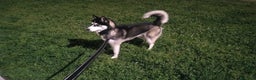 Husky cani per accoppiamento: Bruce, cerca fidanzata  - Annuncio 2