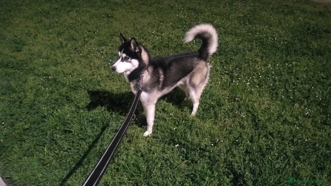 Husky cani per accoppiamento: Bruce, cerca fidanzata  - Annuncio 2