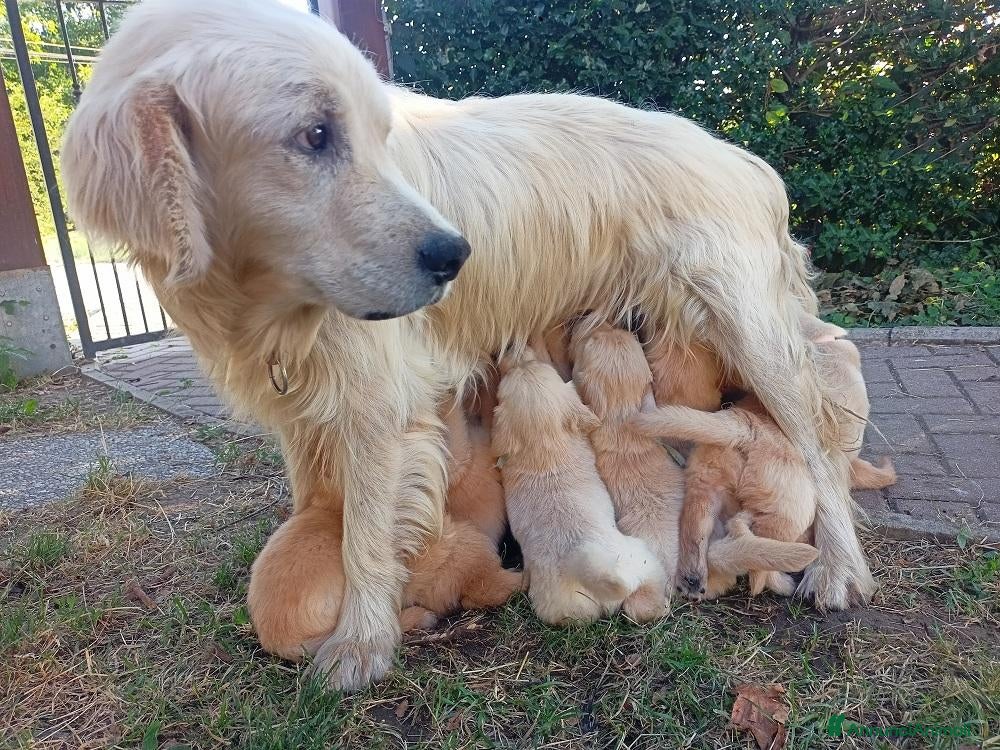 Golden Retriever cani CUCCIOLI DI GOLDEN RETRIEVER - Annuncio 1