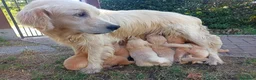Golden Retriever cani in vendita: CUCCIOLI DI GOLDEN RETRIEVER - Annuncio 1
