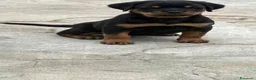 Rottweiler cani in vendita: Rottweiler alta genealogia  - Annuncio 4