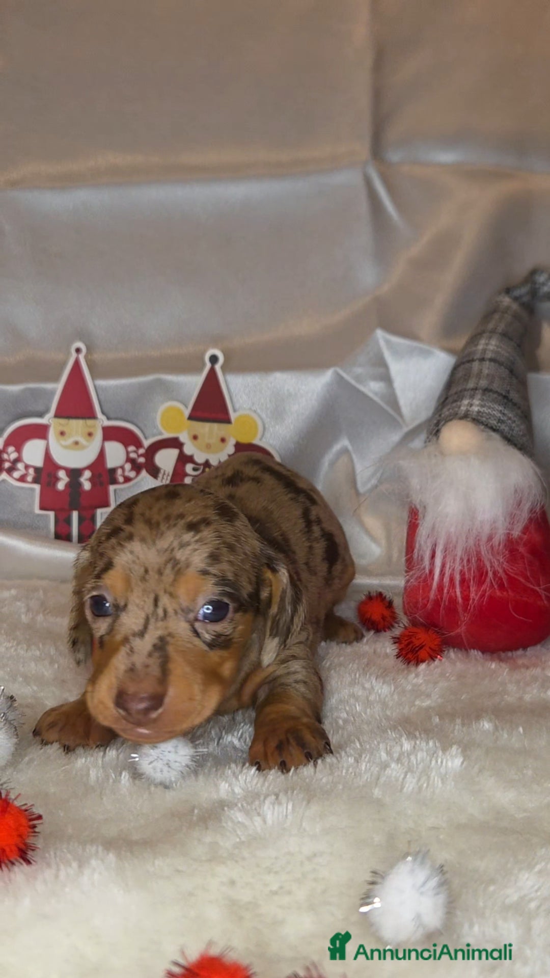 Bassotto cani in vendita: BASSOTTO ARLECCHINO CHOCOLATE - Annuncio 2