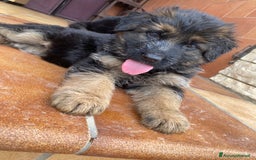 Pastore Tedesco cani in vendita: Cuccioli di pastore tedesco a Provincia di Brindisi - Immagine 14