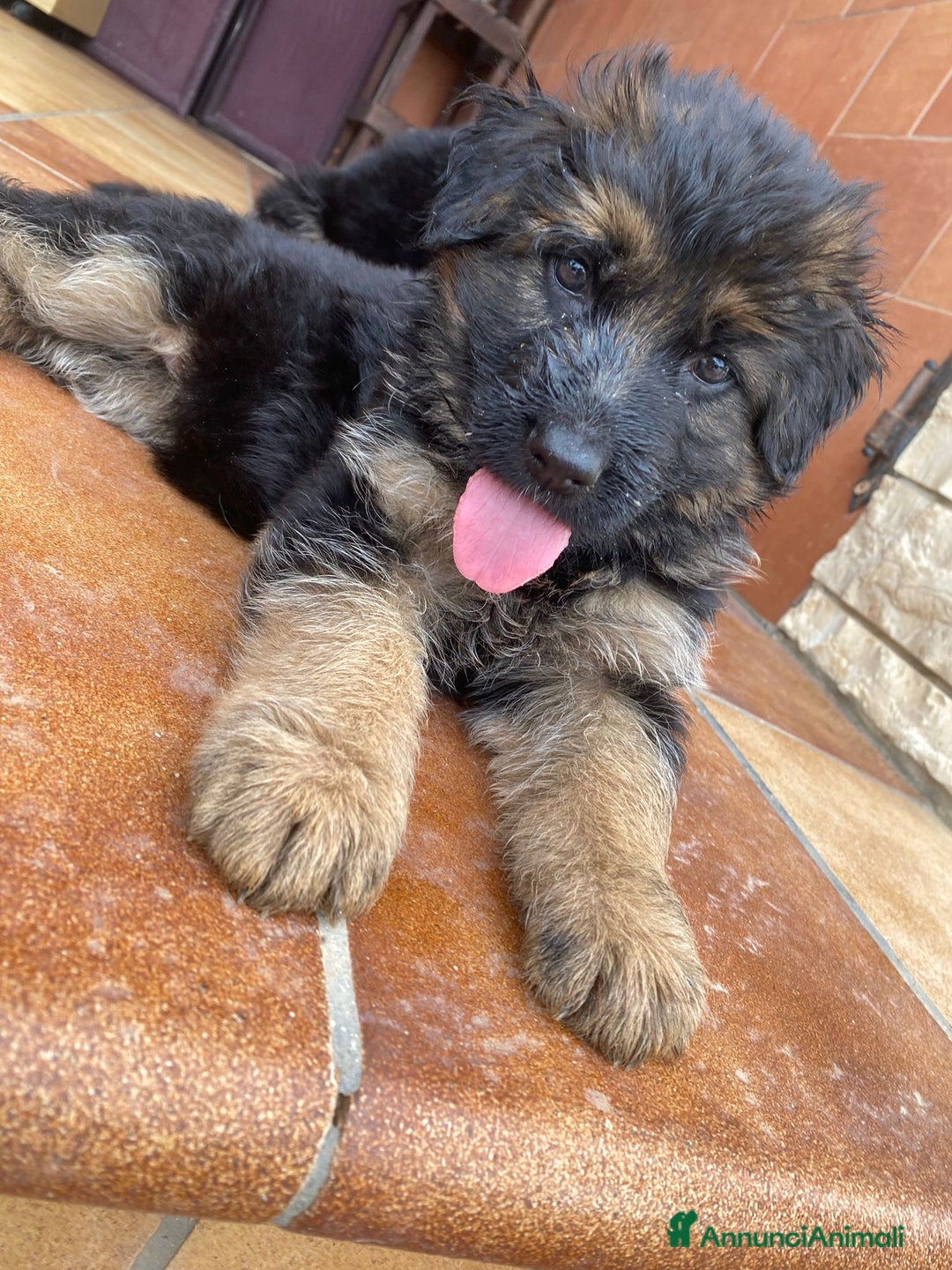 Pastore Tedesco cani in vendita: Cuccioli di pastore tedesco a Provincia di Brindisi - Immagine 14