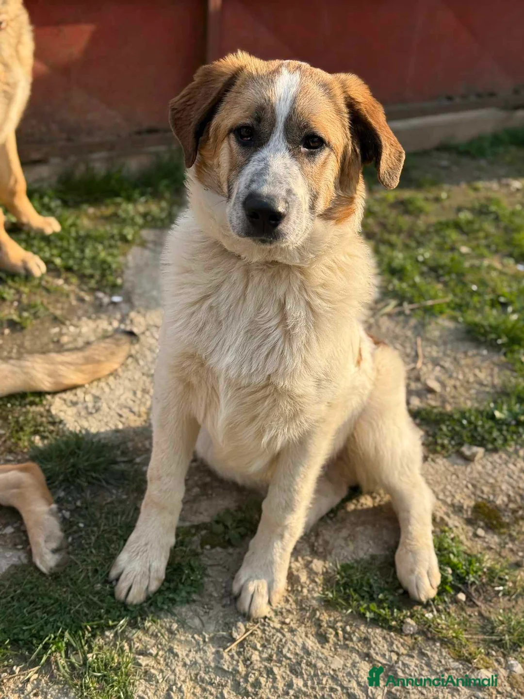 Meticcio cani in regalo: ARONNE, super PASTORINO dalla bontà sconfinata! - Annuncio 6