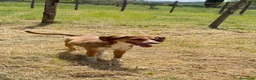 Meticcio cani in regalo: Ryno  a Provincia di Imperia - Annuncio 2