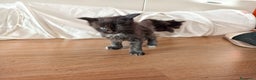 Maine Coon gatti in vendita: Cucciolo Maine coon nero  - Annuncio 3