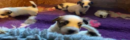 Jack Russell cani in vendita: Jack Russell terrier pelo ruvido  - Annuncio 16