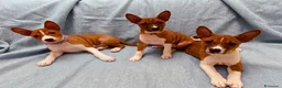 Basenji cani in vendita: Cuccioli di Basenji, disponibili da fine settembre - Annuncio 12