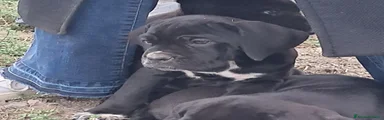 Cane Corso 3
